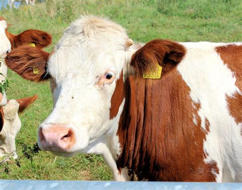 Cow,roan,cattle,netherlands,free pictures - free image from needpix.com