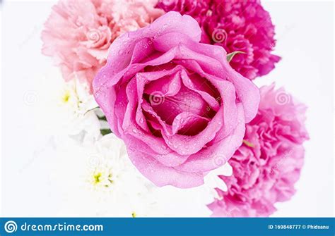 Pink Carnations Flower For Mother`s Day Stock Image Image Of Dianthus