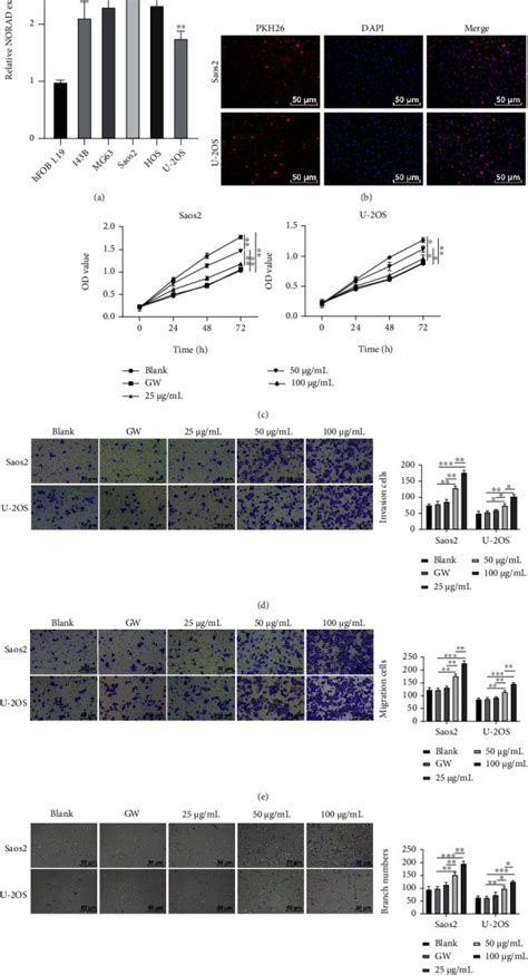 B Os Cell Line Atcc Bioz