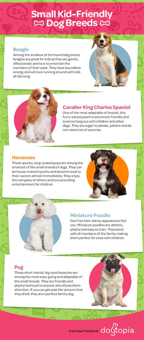 Infographics: The Best Small Dog Breeds for Kids - Dogtopia