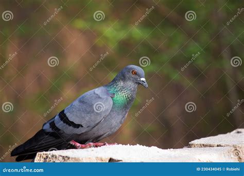 Indian Pigeon Or Rock Dove The Rock Dove Rock Pigeon Or Common