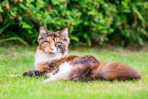 Tortoiseshell Cat Vs Calico Cat Coat Patterns Explained Hepper