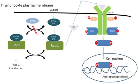 A Simplified Scheme Of The Rac Pstat Pathway Tgn Thioguanine