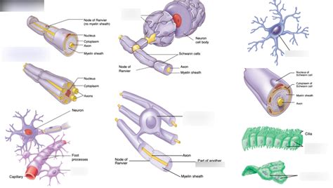 Neural Cells Governing Pns And Cns Diagram Quizlet