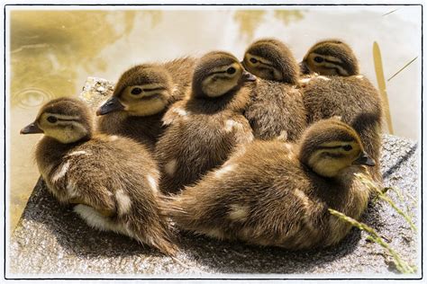 Entenküken Alle meine Entchen schwimmen auf dem See schwi Flickr