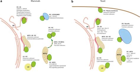 The Peroxisome An Update On Mysteries 20 Abstract Europe Pmc