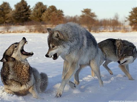 Mundo De Lobos Amistad Citas Manada Perro Lobo Rtico Lobo De