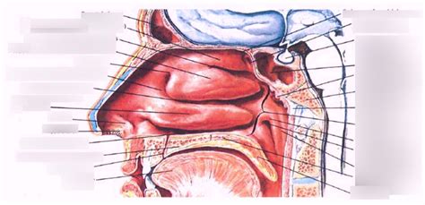 Lateral Wall of Nasal Cavity - Netter Plate 36 Diagram | Quizlet