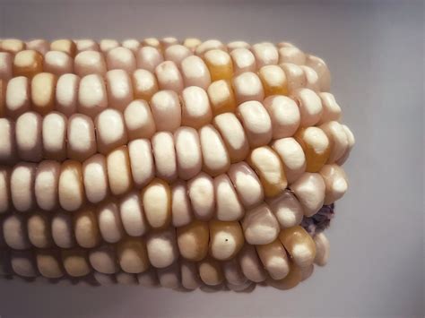 Corn At The United States Botanic Garden In Washington Dc Flickr