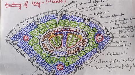 Anatomy Of Pinus Needle With Illustrating Diagrams For Bsc Students