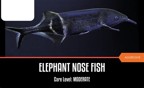 Elephant Nose Fish Glass Oceans