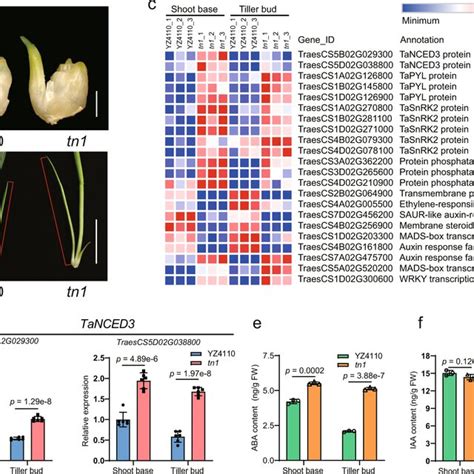 Tn Affects The Expression Of Abscisic Acid Aba Biosynthetic Gene