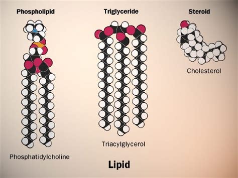 Lipids