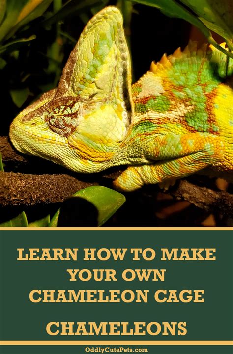 How To Make A Chameleon Cage Chameleon Cage Veiled Chameleon Chameleon