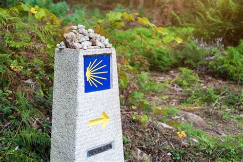 Concha de vieira amarela símbolo turístico do caminho de santiago