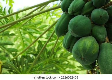 2,084 Unripe Papaya Stock Photos, Images & Photography | Shutterstock