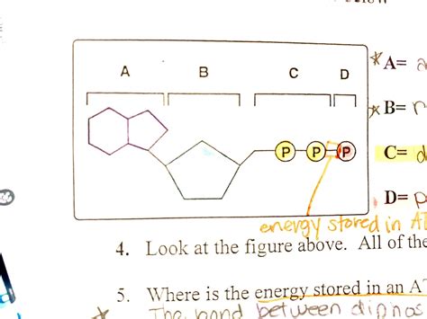 ATP molecule Diagram | Quizlet