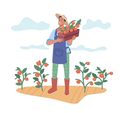 Premium Vector Farmer Harvesting Vegetables Man With Tomatoes