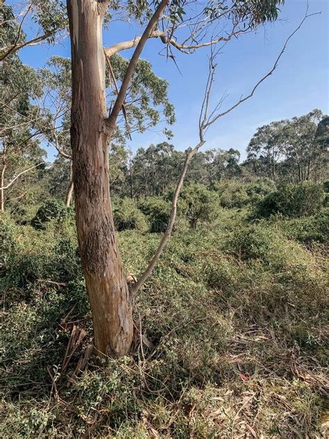 Eukalyptus skog arkivfoto Bild av växt textur högväxt 245516426