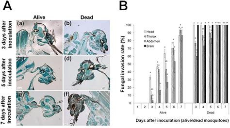 Proboscis Infection Route Of Beauveria Bassiana Triggers Early Death Of Anopheles Mosquito