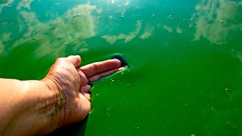 Alertan sobre las consecuencias de las cianobacterias en el río Uruguay