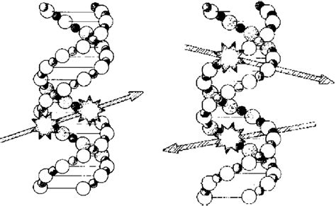 Schematic Presentation Of The Way In Which Dna Double Strand Breaks Download Scientific Diagram