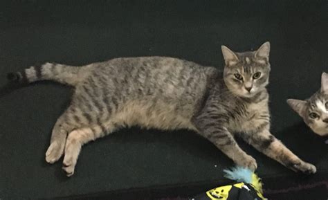 Reunited Female Cat (Gray/orange , Tabby) | Winter Park Lost Pets