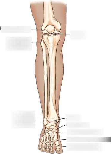 DIAGRAM Joints Of The Lower Limb Diagram Quizlet