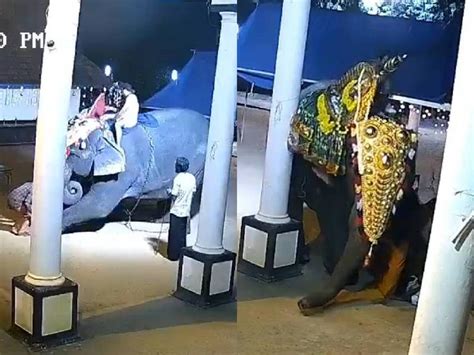 Video Elefante Aplasta Y Mata A Un Hombre En Medio De Un Show En La India