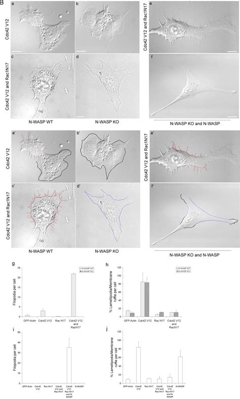 The Cdc42 Effector IRSp53 Generates Filopodia By Coupling Membrane