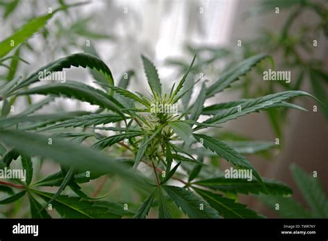 Cannabis Sativa plant in an early stage of flowering Stock Photo - Alamy