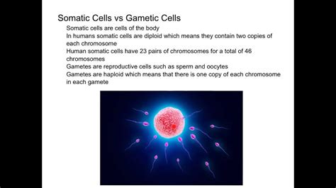 Somatic Cells Vs Gametic Cells Youtube