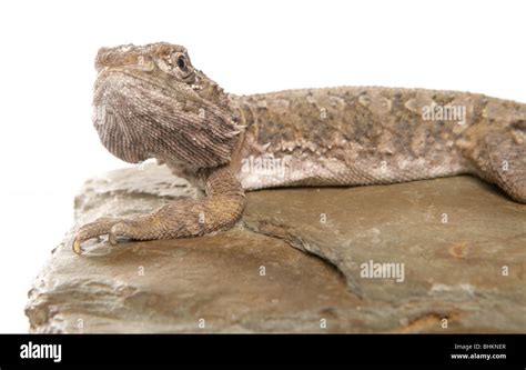 Lawson's dragon Pogona henrylawsoni Single adult resting on a rock ...