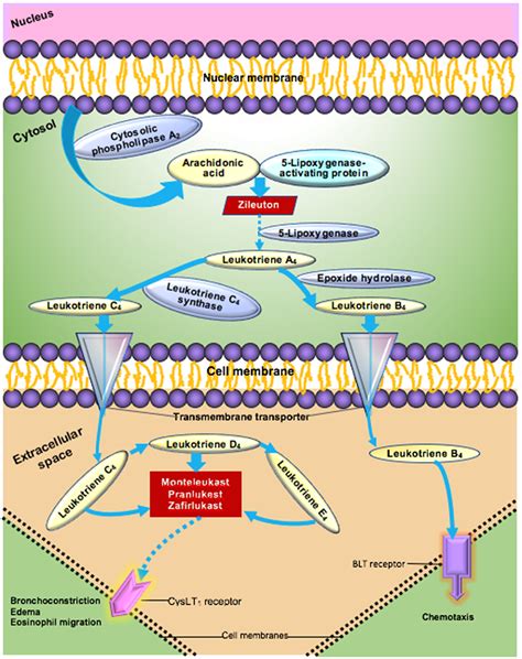 Leukotriene inhibitors with dexamethasone show promise in the