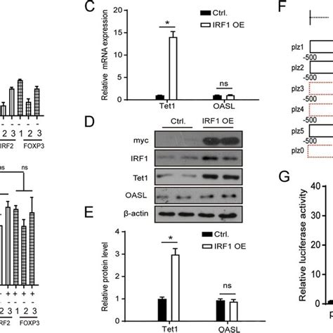 Oasl Upregulated Tet1 Via Stimulating Irf1 Signaling A B The Mrna