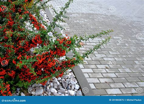 Pyracantha Firethorn Attractive Orange Berries And Utumn Rain