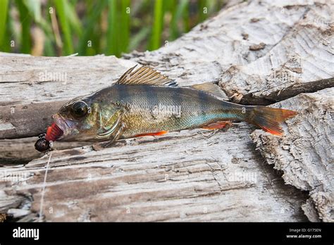 Perch Fish Just Taken From The Water On Natural Background Perch Fish