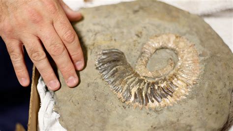 Scientists find prehistoric squid-like creature near Lake Shasta