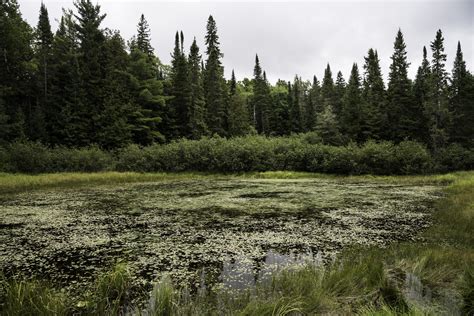 Wetlands: Peat Bogs — Water Docs