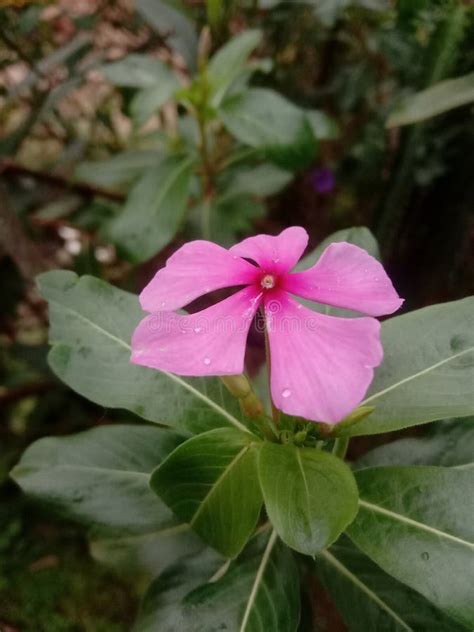 Beautiful Pink Flowers In My Yard Stock Image Image Of Lilac Leaf