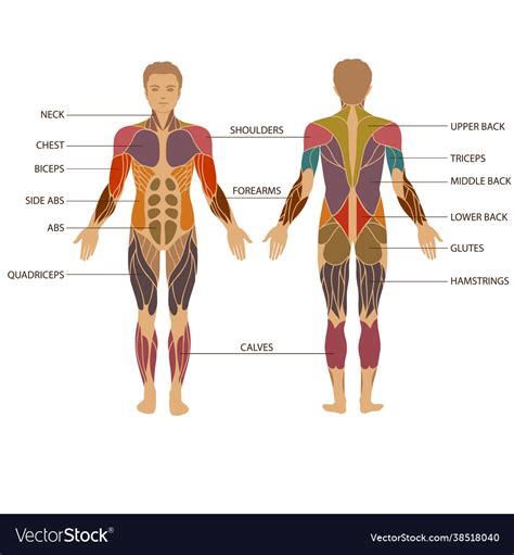 Muscle Anatomy Royalty Free Vector Image Vectorstock