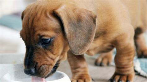 Can Dogs Drink Milk? | PetMD