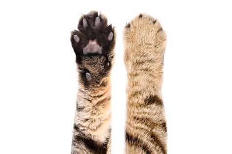 Cat Paw Anatomy, Facts, Care Guide, Pictures, FAQs & More