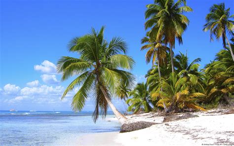 X Resolution Green Coconut Tree Nature Landscape Beach