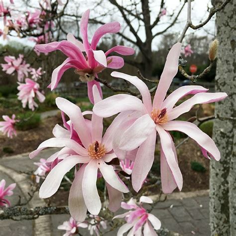 Magnolia Stellata Rosea Pink Star Magnolia Specimen Plant