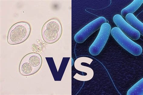 Necrotic Enteritis And Coccidiosis Differential Diagnosis Plusvet