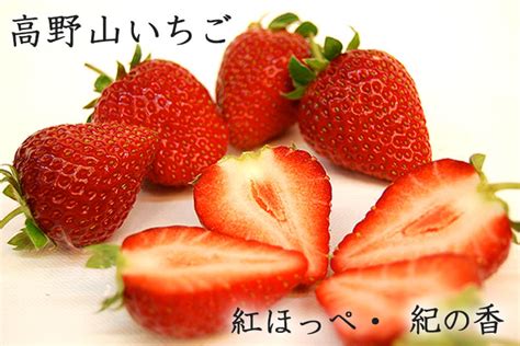 モノックショップfruitsいちご 紅ほっぺ 完熟 フルーツ 果物 送料無料 ギフト 贈答用2パック入箱 特選 約840g 産地直送 いちご