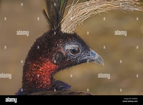 Male Congo Peafowl (Afropavo congensis Stock Photo - Alamy