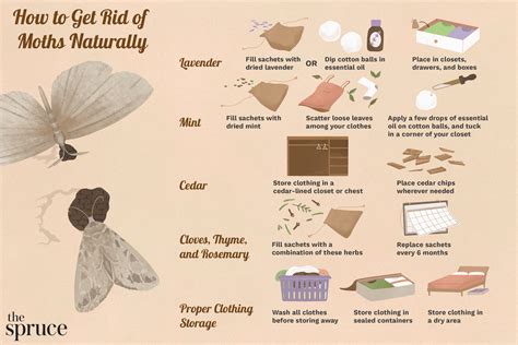 How To Get Rid Of Closet Moths Naturally