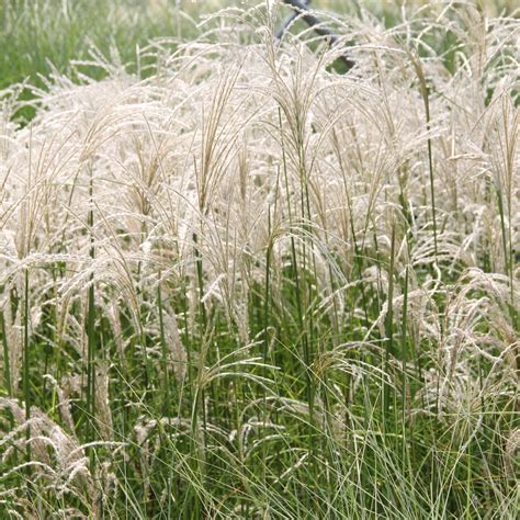 Chinaschilf Kleine Font Ne Miscanthus Sinensis Kleine Font Ne